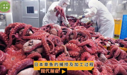 八爪鱼视频,探索无限创意的视觉盛宴